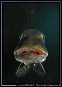 What a face.... ;O)... by Michel Lonfat 